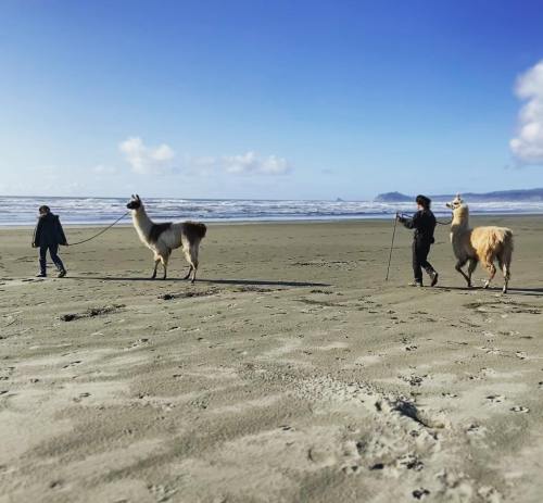 Two people walk llamas along a sandy beach with waves and a blue sky in the background.