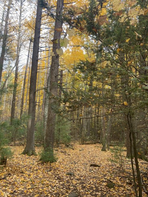 A serene forest path surrounded by tall trees with vibrant yellow leaves and a carpet of fallen leaves on the ground.