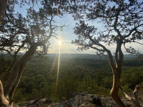 Sunset view through trees overlooking a lush green valley, with rays of sunlight illuminating the landscape.