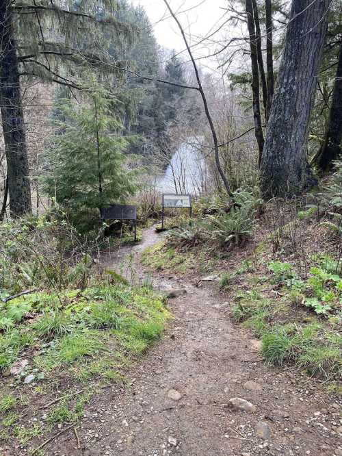 A narrow dirt path leads through trees to a river, with signs on either side and a misty atmosphere.