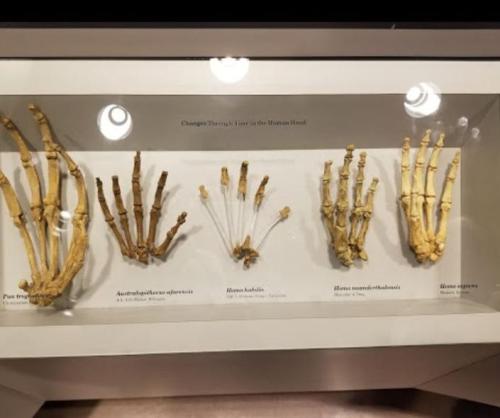 Display of various human and primate hand skeletons, showcasing evolutionary differences in bone structure.