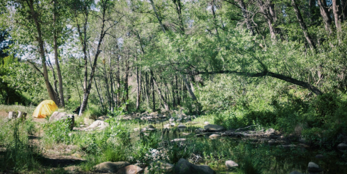 A yellow tent nestled among lush green trees by a serene stream in a forested area.