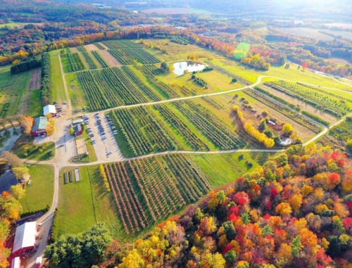 Aerial view of a colorful autumn landscape with vineyards, a pond, and a parking area surrounded by trees.