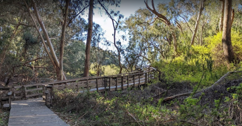 A wooden boardwalk winds through a lush, green forest with tall trees and sunlight filtering through the leaves.