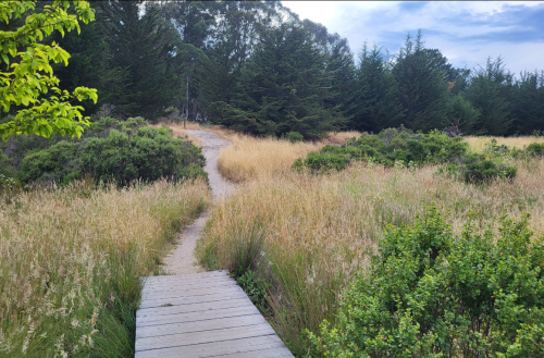 A wooden path leads through tall grass and shrubs, surrounded by trees under a partly cloudy sky.