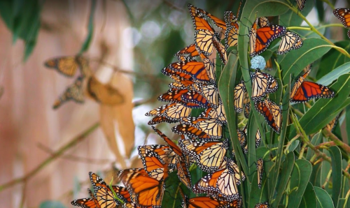 A cluster of vibrant monarch butterflies resting on green leaves.