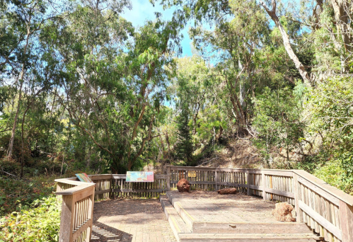 A wooden viewing platform surrounded by lush greenery and trees, with informational signs visible.