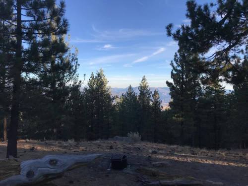 A serene forest scene with tall pine trees and a distant mountain view under a clear blue sky.