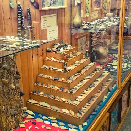 Display case featuring a variety of shells and stones arranged on wooden shelves in a museum setting.