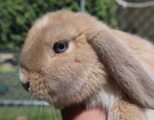 A close-up of a light brown rabbit with floppy ears and bright blue eyes, held gently in a person's hand.
