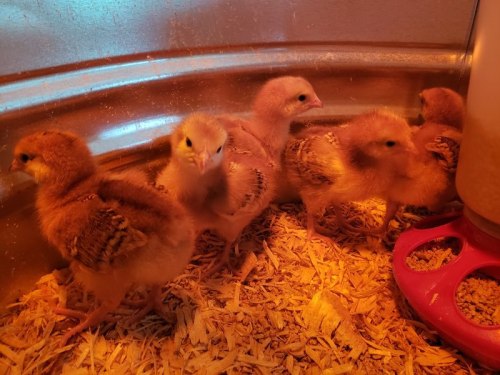 A group of fluffy yellow chicks huddled together in a warm, straw-filled enclosure.