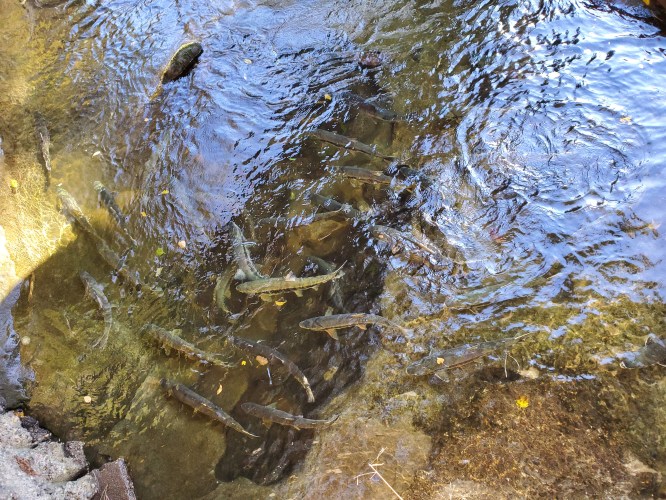 A clear stream with several fish swimming near the rocky bottom, surrounded by rippling water.