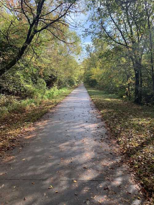 A serene, tree-lined path with fallen leaves, leading into a bright, sunny distance.