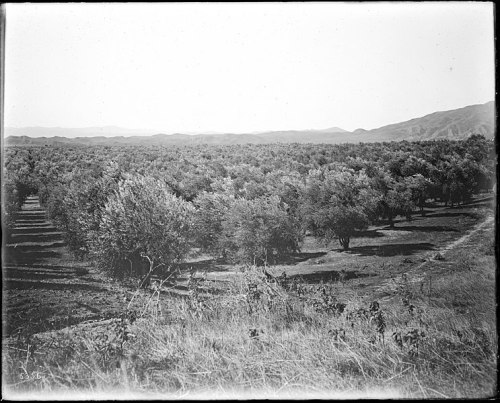 A vast landscape of olive trees stretches across rolling hills under a clear sky.