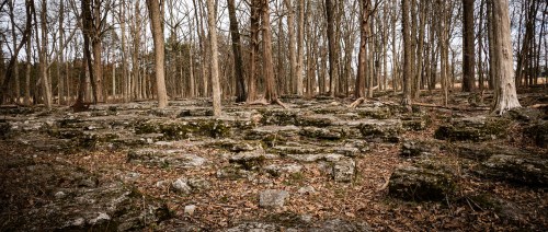 A rocky forest landscape with bare trees and scattered leaves on the ground, creating a serene, natural setting.