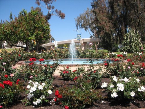 A fountain surrounded by blooming red and white roses in a sunny park setting.