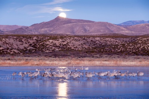 Cranes wade in a serene wetland at dusk, with a full moon rising over distant mountains.