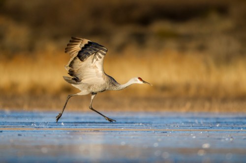 A crane running across a frozen surface, with a blurred background of tall grasses.