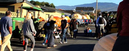 A lively scene at a pumpkin festival with people, tractors, and large pumpkins lined up on a sunny street.
