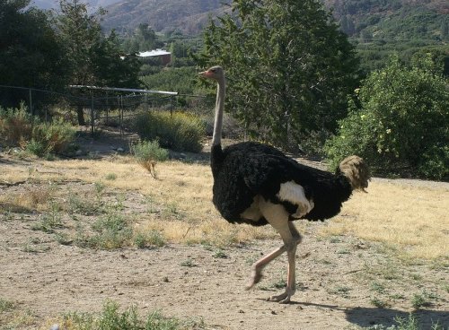 An ostrich walking across a dry, grassy area with trees and hills in the background.