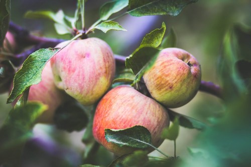 Three ripe apples hanging on a branch, surrounded by green leaves.