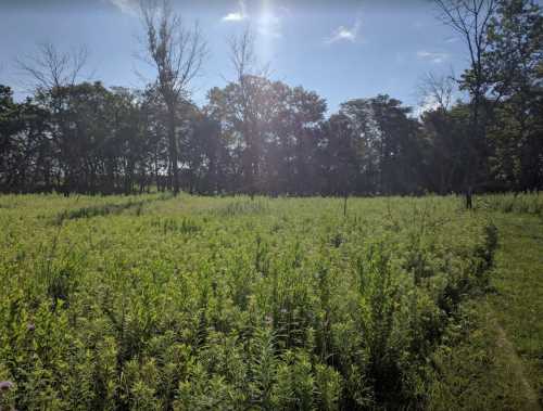 A sunlit field of tall green grass and wildflowers, bordered by trees under a clear blue sky.