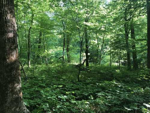 Lush green forest with dense trees and undergrowth, sunlight filtering through the leaves.