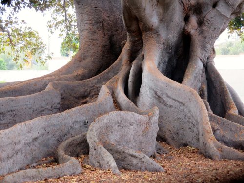 A large tree with thick, twisting roots and a textured trunk, surrounded by fallen leaves on the ground.