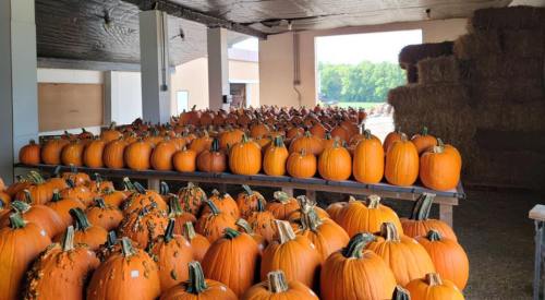 A barn filled with rows of orange pumpkins, with hay bales stacked in the background and sunlight streaming in.