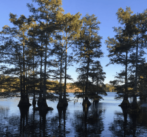 Silhouetted cypress trees stand in calm water against a clear blue sky, reflecting the serene landscape.