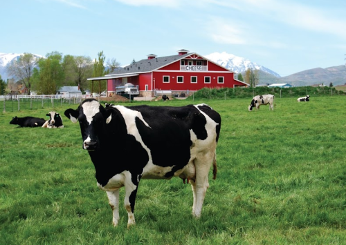 A black and white cow stands in a green field with a red barn in the background and mountains in the distance.