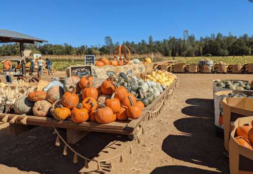 A vibrant pumpkin patch with various pumpkins displayed on wooden tables under a clear blue sky.