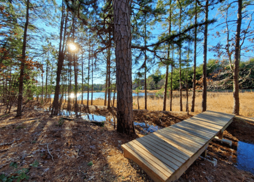 A wooden path leads to a serene lake, surrounded by tall pine trees and golden grass under a bright blue sky.