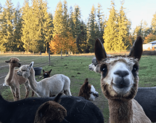 A group of llamas and alpacas in a grassy field with trees in the background, one llama smiling at the camera.