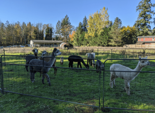 A group of alpacas in a fenced pasture with trees and a barn in the background under a clear blue sky.