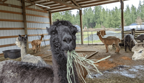 A group of llamas and alpacas in a barn, with one black alpaca chewing on grass.