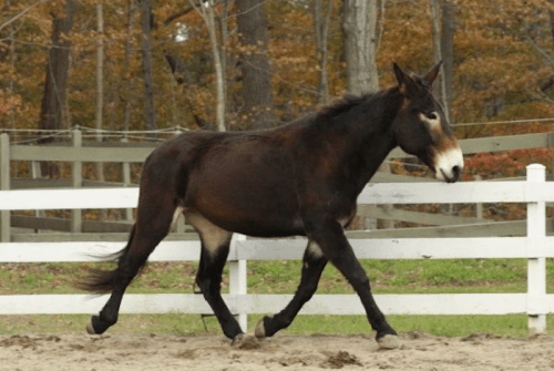 A brown horse walking gracefully in a fenced area with trees in the background.