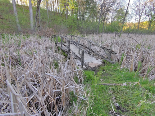 A small wooden bridge over a marshy area with dry reeds and green grass, surrounded by trees in the background.