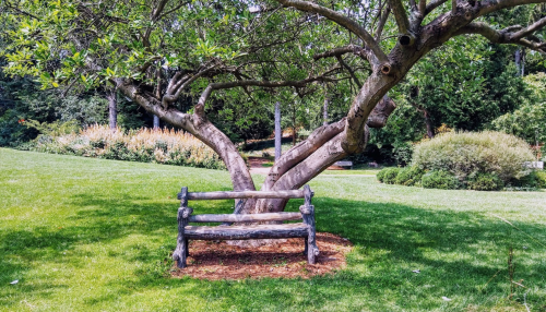 A wooden bench sits under a large tree in a lush green park, surrounded by vibrant plants and grass.