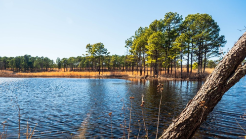 A serene lake surrounded by tall pine trees and golden grasses under a clear blue sky.