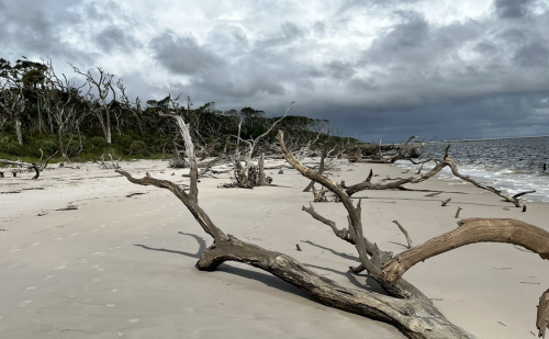 A sandy beach with weathered driftwood and sparse trees under a cloudy sky.