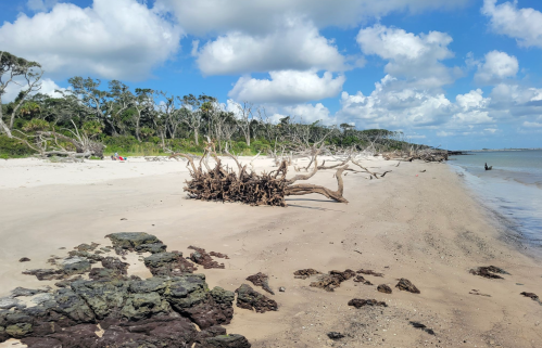 A sandy beach with driftwood, scattered rocks, and a backdrop of trees under a partly cloudy sky.