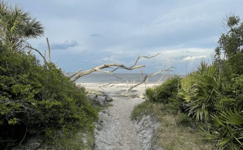 A sandy path leads to a beach, framed by greenery and driftwood under a cloudy sky.
