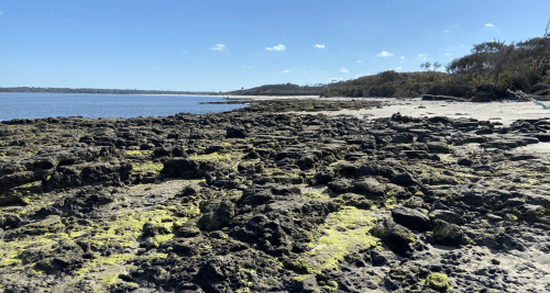 Rocky shoreline with patches of green moss, under a clear blue sky and calm water in the background.