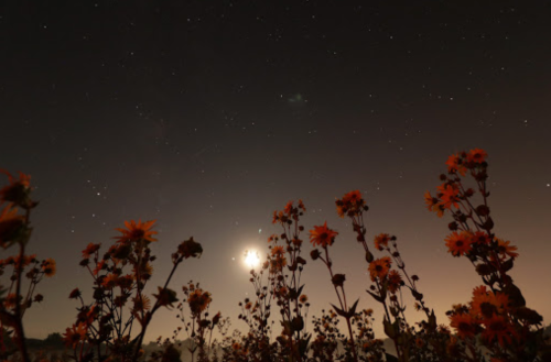 A field of flowers silhouetted against a starry night sky with a bright celestial object shining above.