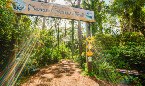 Sign for Pineland Nature Trail at Busch Wildlife Sanctuary, surrounded by lush greenery and sunlight rays.