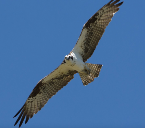 A soaring hawk with outstretched wings against a clear blue sky.