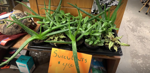 A display of various succulents in pots, with a sign reading "Succulents $4.00" on a wooden shelf.