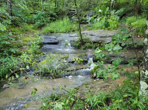 A serene stream flows over rocks, surrounded by lush greenery and trees in a peaceful natural setting.