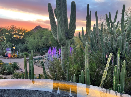 A desert landscape at sunset, featuring tall cacti and colorful lights in the background.